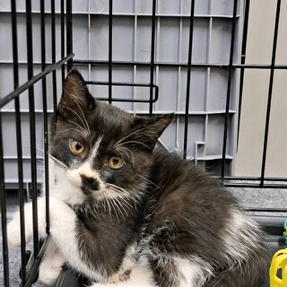 控えめな性格のはちまる君