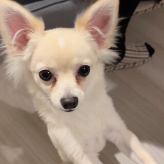 チワワ　男の子