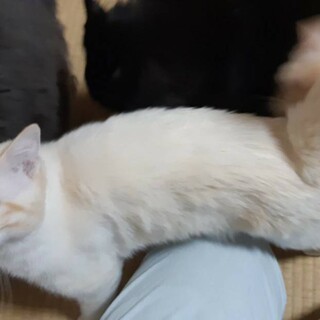 トライアルが決まりました