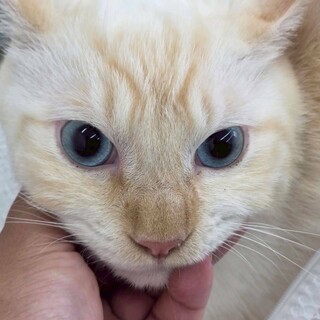 嶺鳳(れいほう)くん　2025年11/1更新