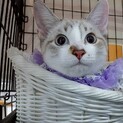 青い瞳が美しい綺麗なシャム猫風
