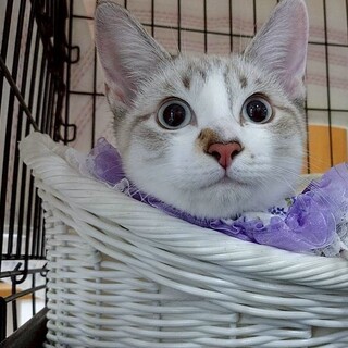 青い瞳が美しい綺麗なシャム猫風