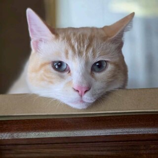 白麗(はくれい)くん　2025年11/1更新