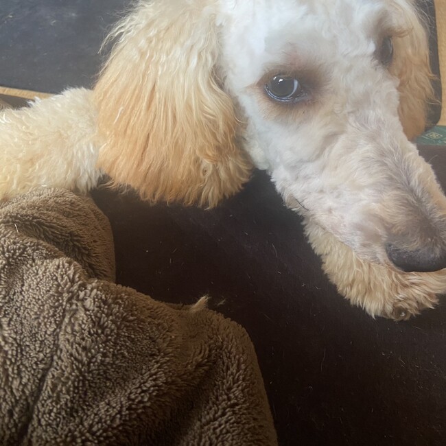 マロ☆キア☆テン☆ロイ☆リル☆のカバー写真