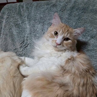 トライアルが決まりました