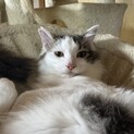 男前長毛きじしろ猫