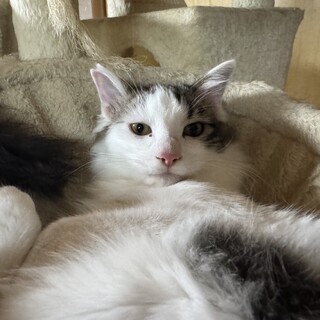 男前長毛きじしろ猫