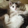 男前長毛きじしろ猫 サムネイル2