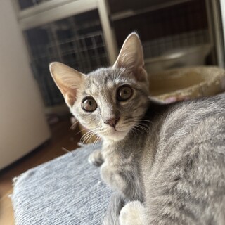 まん丸お目目が可愛いさばとら猫