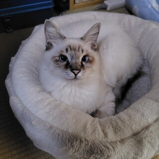 半長毛なシャムミックスくん