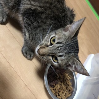 キジサバ男の子