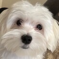 純血統マルチーズ 1歳