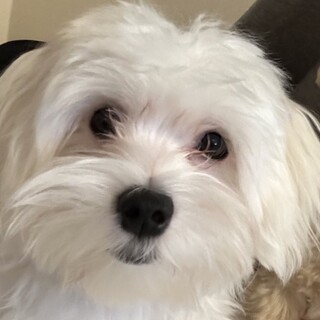 純血統マルチーズ 1歳