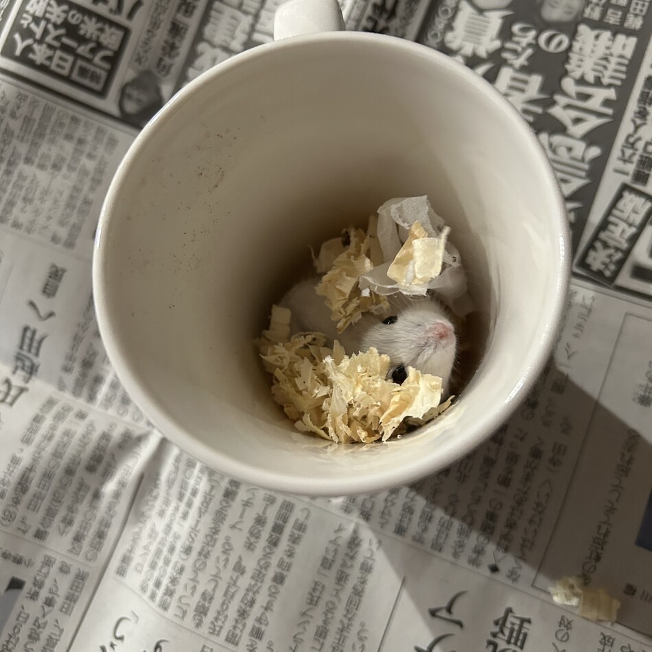 りんごのカバー写真