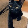 スリスリ甘え上手な黒猫男の子☆ サムネイル2