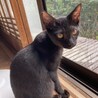 スリスリ甘え上手な黒猫男の子☆ サムネイル3