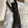 スリスリ甘え上手な黒猫男の子☆ サムネイル4