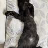 スリスリ甘え上手な黒猫男の子☆ サムネイル5