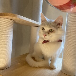 美白⭐︎ターキッシュアンゴラ⭐︎美毛　ビアンカ