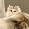 愛らしく甘えっ子スコティッシュ５歳ブリード引退