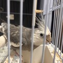 オカメインコ（グレー）