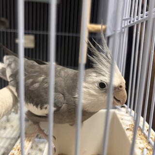 オカメインコ（グレー）