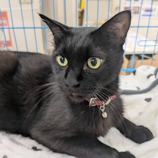 トライアル中！なつくん／穏やかな子です