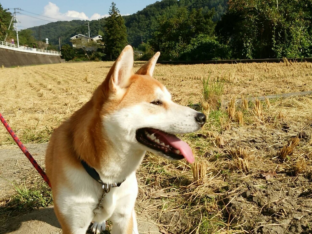 柴犬 トレーニング中です」香川県 - 犬の里親募集(527796