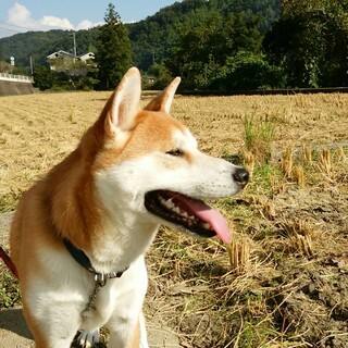 柴犬　トレーニング中です