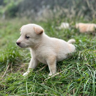野良犬の保護子犬。最後1匹になりました。