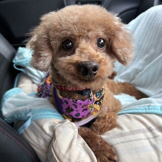 人懐っこく美脚＆童顔トイプードルのロピ君