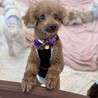 人懐っこく美脚＆童顔トイプードルのロピ君