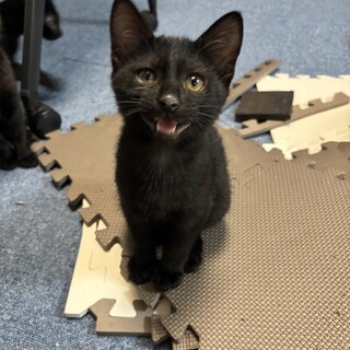 おかえりーと走ってお出迎え⭐️蘭丸