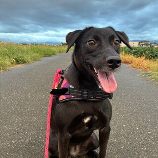 [里親様決まりました！]黒ラブと雑種のMIX