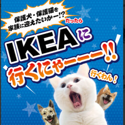 保護犬・保護猫譲渡会 IKEA新三郷