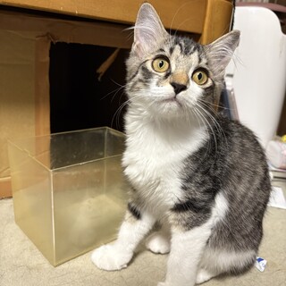 6／25産まれ　メス　