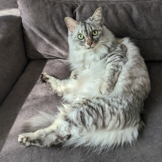 長毛サバトラ_超甘えんぼうなおっとりお姫様