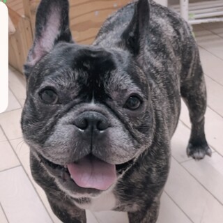 フレンチブルドッグ