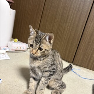 6/25産まれ　メス　決定しました