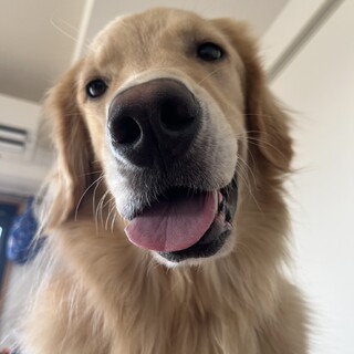 ゴールデン人懐っこい2歳の男の子です。