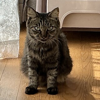 ＴＮＲ予定が捕獲器内で出産しちゃった猫ちゃん！