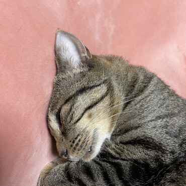 ちょここさん、ゆっくり休んで早く良くなってね！