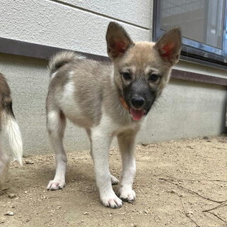 人なつこい甘えん坊さんメス子犬