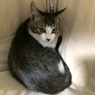 びびりさんだけど優しいキジトラboy