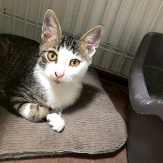 キジトラ白の男の子！まだまだ甘えん坊の子猫ちゃん！