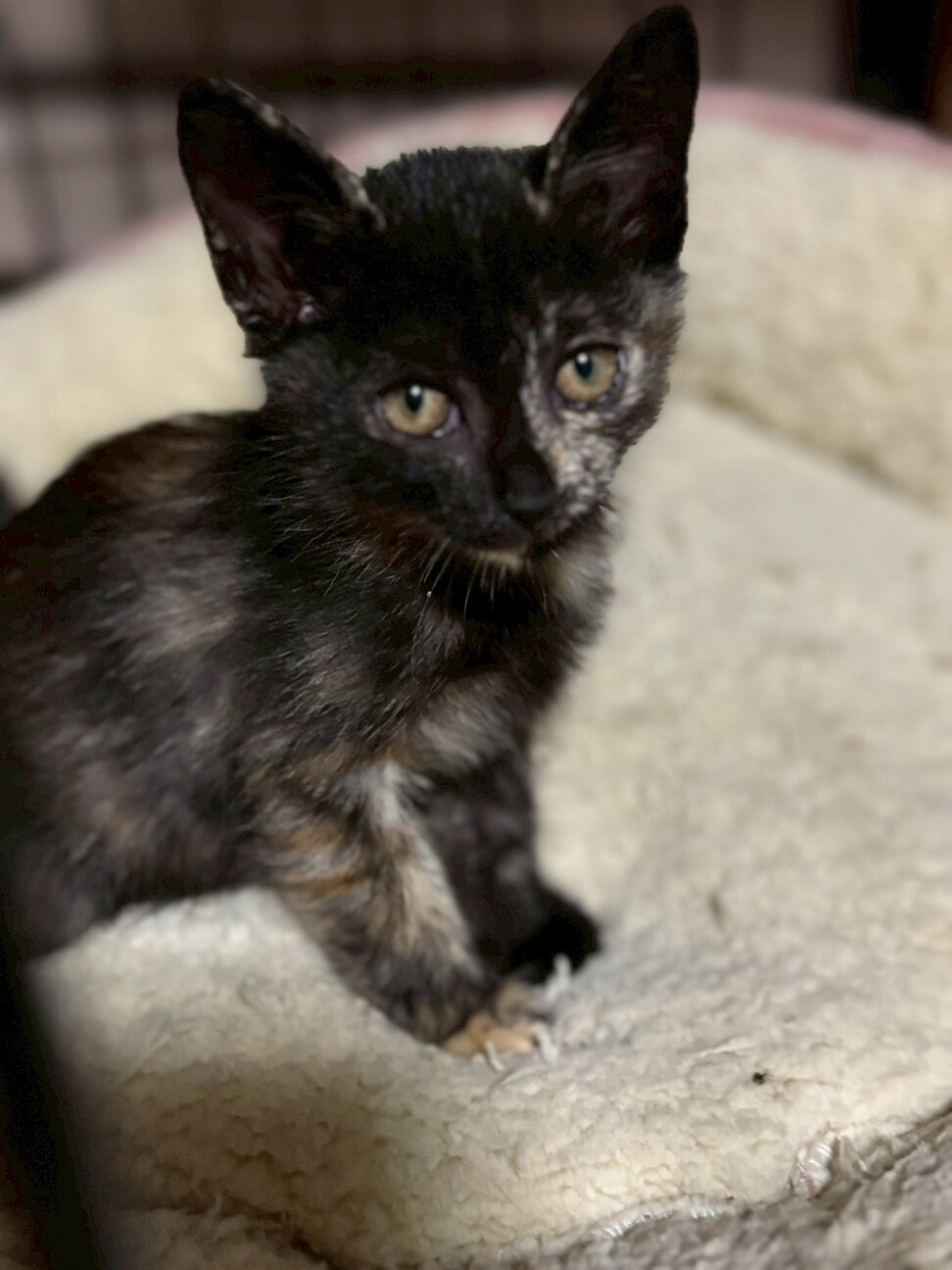 猫のお雛様【大】＋3匹官女╰(*´︶`*)╯♡ 猫のお雛様【大】＋3匹官女╰(*´︶`*)╯♡ 猫