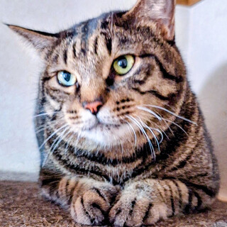 エモンくんと一緒に❤️キジトラのトラくん 