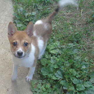 人が大好き甘えん坊くんオス子犬