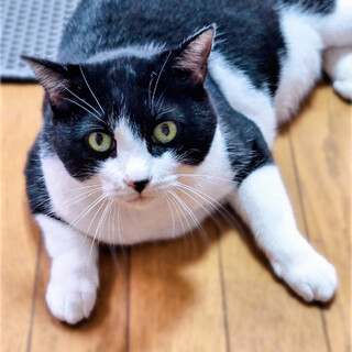  トラくんと一緒に❤️黒白猫エモンくん