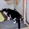  トラくんと一緒に❤️黒白猫エモンくん